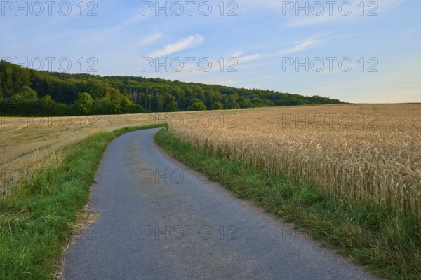 Road leads along a grain field into a wooded distance, Laudenau, Reichelsheim, Odenwald, Hesse, Germany