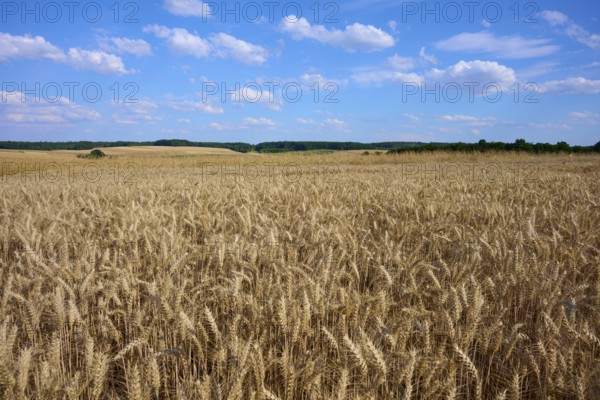 Wide wheat fields under a clear blue sky with scattered clouds, Reichartshausen, Amorbach, Odenwald, Bavaria, Germany
