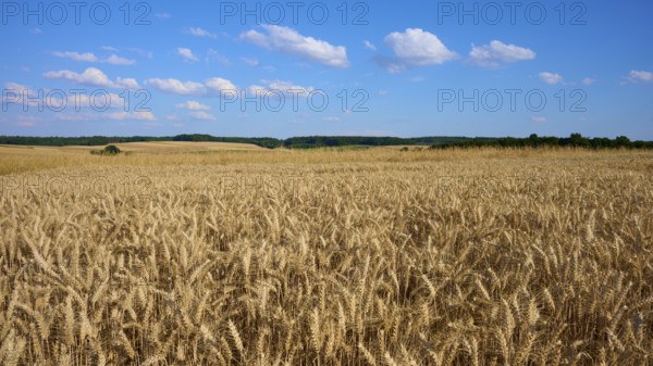 Wide wheat field under a clear blue sky with white clouds, Reichartshausen, Amorbach, Odenwald, Bavaria, Germany