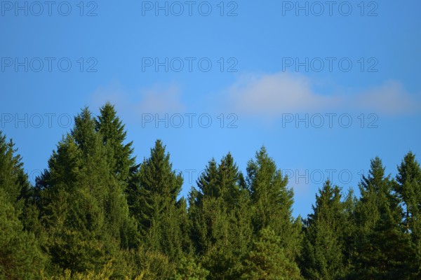 A dense forest under a clear blue sky that conveys a feeling of peace and closeness to nature, Walldürn, Baden-Württemberg, Germany