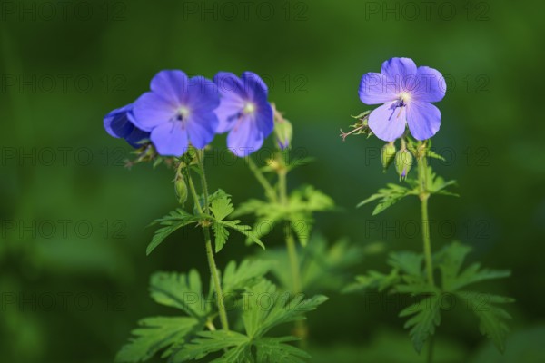 Close-up of purple flowers with green blurred background, Laudenau, Reichelsheim, Odenwald, Hesse, Germany