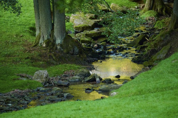 A quiet stream flows through a green forest with trees and stones. The water reflects the surroundings, Walldürn, Baden-Württemberg, Germany