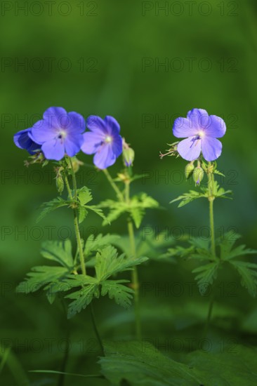Purple flowers on slender stems against a blurred green background, Laudenau, Reichelsheim, Odenwald, Hesse, Germany