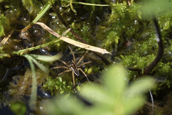 Raft spider (Dolomedes fimbriatus), in the water between peat moss in the moor, Black Forest, Baden-Württemberg, Germany