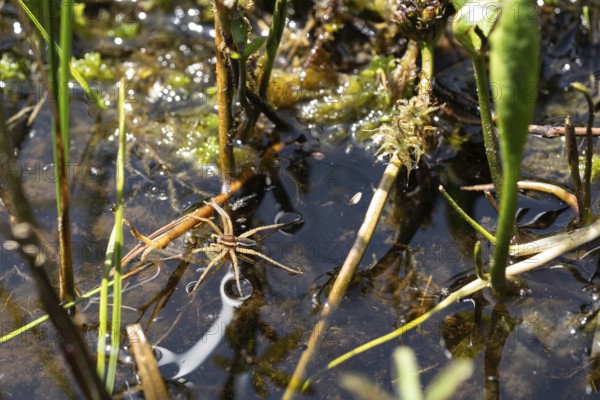 Raft spider (Dolomedes fimbriatus), in the water between peat moss in the moor, Black Forest, Baden-Württemberg, Germany