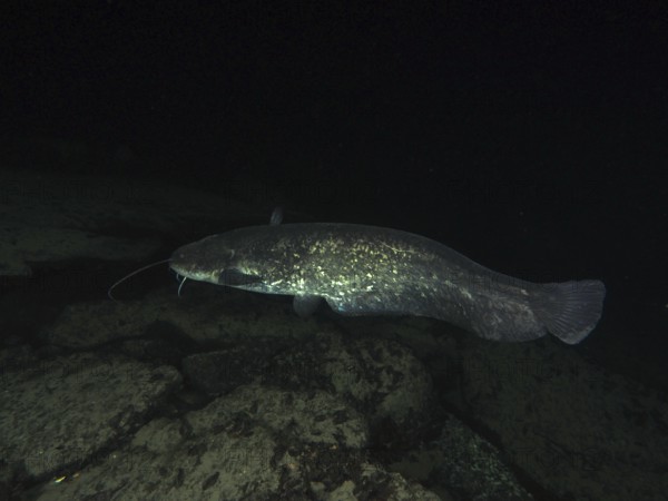 A catfish swims in a dark, rocky water environment. Dive site Klosterinsel, Rheinau, Canton Zurich, Rhine, High Rhine, Switzerland, Germany