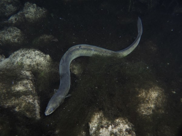 A European eel (Anguilla anguilla) wriggles over dark rocks in the water. Dive site Klosterinsel, Rheinau, Canton Zurich, Rhine, High Rhine, Switzerland, Germany