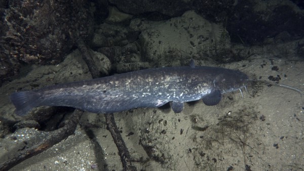 A long catfish (Silurus glanis), Waller, gliding along a sandy bottom. Dive site Klosterinsel, Rheinau, Canton Zurich, Rhine, High Rhine, Switzerland, Germany