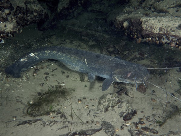 A catfish (Silurus glanis), Waller, on a sandy bottom with surrounding rocks. Dive site Klosterinsel, Rheinau, Canton Zurich, Rhine, High Rhine, Switzerland, Germany