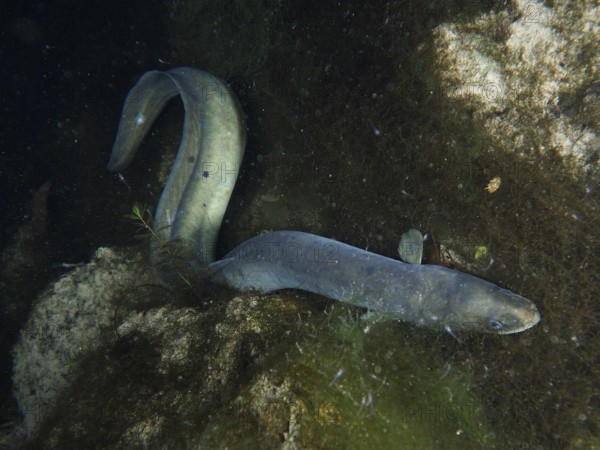 A bent European eel (Anguilla anguilla) moves between rocks and plants. Dive site Klosterinsel, Rheinau, Canton Zurich, Rhine, High Rhine, Switzerland, Germany