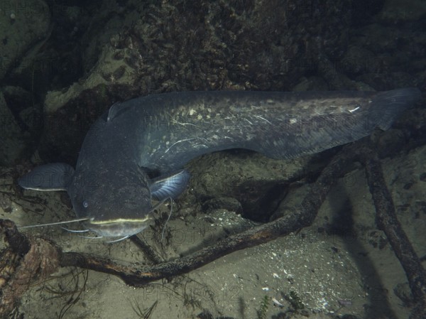 A large catfish (Silurus glanis), Waller, lies between rocks and wood. Dive site Klosterinsel, Rheinau, Canton Zurich, Rhine, High Rhine, Switzerland, Germany