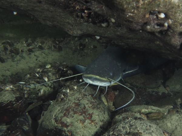 A catfish (Silurus glanis), Waller, hiding under a stone. Dive site Klosterinsel, Rheinau, Canton Zurich, Rhine, High Rhine, Switzerland, Germany