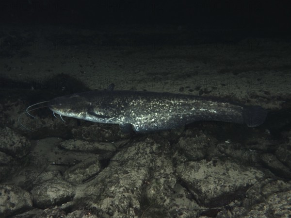 A catfish (Silurus glanis), Waller, swimming in the dark over stones. Dive site Klosterinsel, Rheinau, Canton Zurich, Rhine, High Rhine, Switzerland, Germany