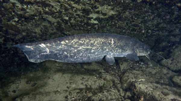 A large catfish (Silurus glanis), Waller, rests in front of a rocky underwater wall. Dive site Klosterinsel, Rheinau, Canton Zurich, Rhine, High Rhine, Switzerland, Germany