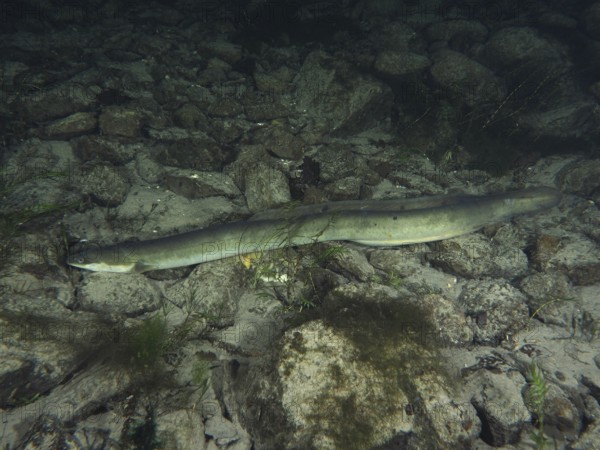 A long European eel (Anguilla anguilla) lies calmly on a gravelly bottom. Dive site Klosterinsel, Rheinau, Canton Zurich, Rhine, High Rhine, Switzerland, Germany