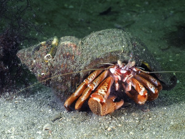 Striped hermit crab (Pagurus anachoretus) with snail shell in the underwater world. Dive site Rinvyle, Co. Galway, Irish Sea, North Atlantic, Ireland