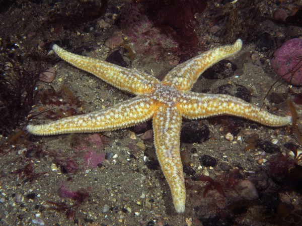 Common Starfish (Asterias rubens) lies on a sandy seabed. Dive site Ballycastle North, County Sligo, Irish Sea, North Atlantic, Ireland