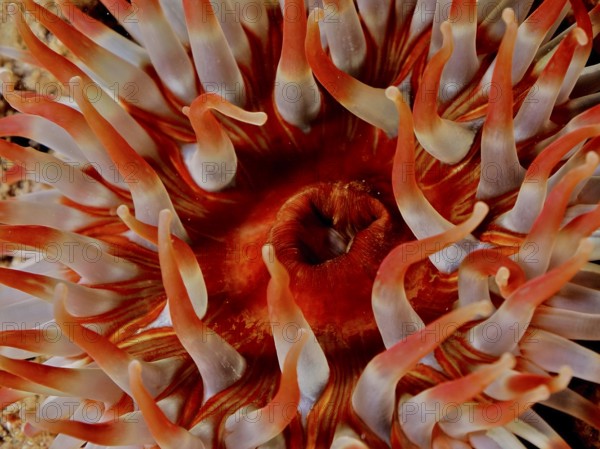 Close-up of tentacles of a red-orange sea anemone, Dahlia anemone (Urticina felina) . Dive site Maharees Islands, Castlegregory, Co. Kerry, Irish Sea, North Atlantic, Ireland