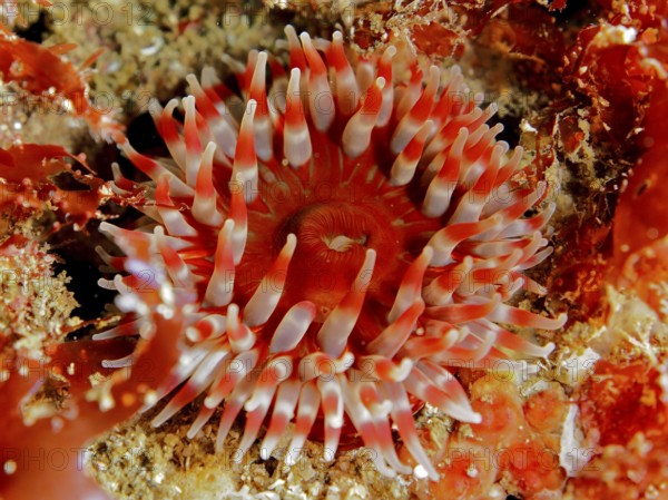 Red sea anemone, Dahlia anemone (Urticina felina), with tentacles spread out on the seabed. Dive site Maharees Islands, Castlegregory, Co. Kerry, Irish Sea, North Atlantic, Ireland
