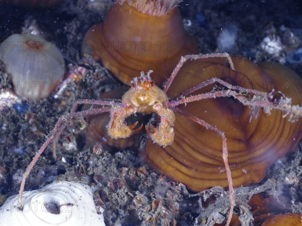 Scorpion spider crab (Inachus), spider crab, on a seabed between anemones and mussels. Dive site Rinvyle, Co. Galway, Irish Sea, North Atlantic, Ireland