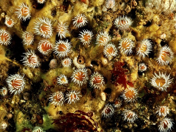 Variety of colourful mirror anemones (Actinothoe sphyrodeta) in the sea. Dive site Maharees Islands, Castlegregory, Co. Kerry, Irish Sea, North Atlantic, Ireland