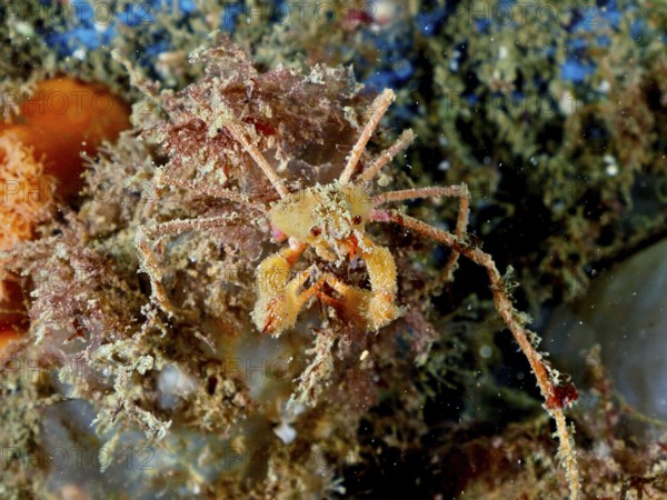 Scorpion spider crab (Inachus), spider crab, on sandy seabed. Dive site Rinvyle, Co. Galway, Irish Sea, North Atlantic, Ireland