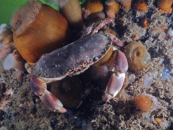 Crab (Cancer pagurus) on seabed with surrounding anemones and sand. Dive site Rinvyle, Co. Galway, Irish Sea, North Atlantic, Ireland
