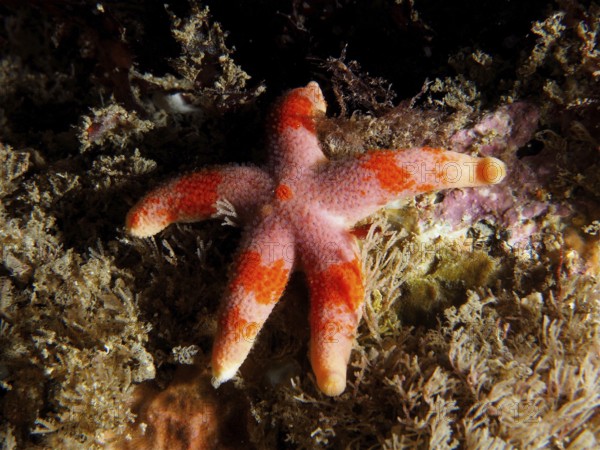 Colourful starfish (Henricia) with red and orange spots on algae. Dive site Ballycastle North, County Sligo, Irish Sea, North Atlantic, Ireland