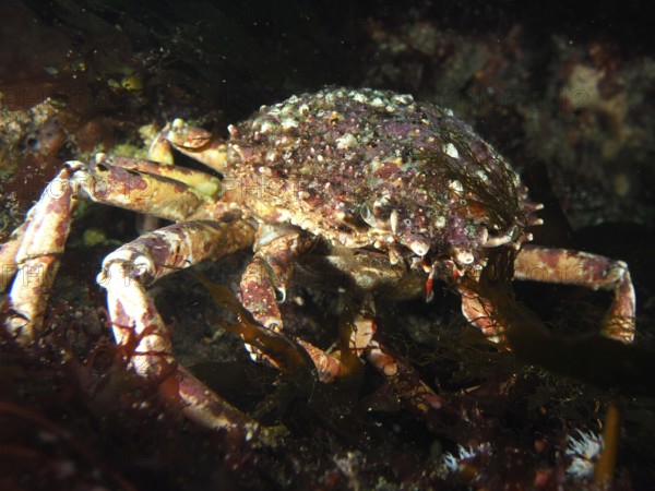 European spider crab (Maja squinado) with textured carapace in a dark underwater environment. Dive site Maharees Islands, Castlegregory, Co. Kerry, Irish Sea, North Atlantic, Ireland