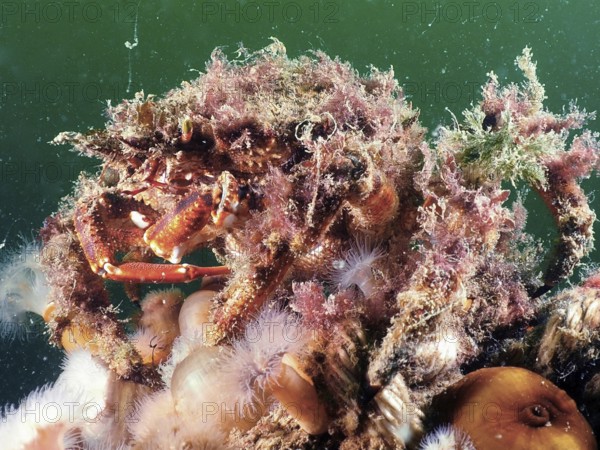 Spider crab (Maja squinado) camouflaged with algae in the underwater world. Dive site Rinvyle, Co. Galway, Irish Sea, North Atlantic, Ireland