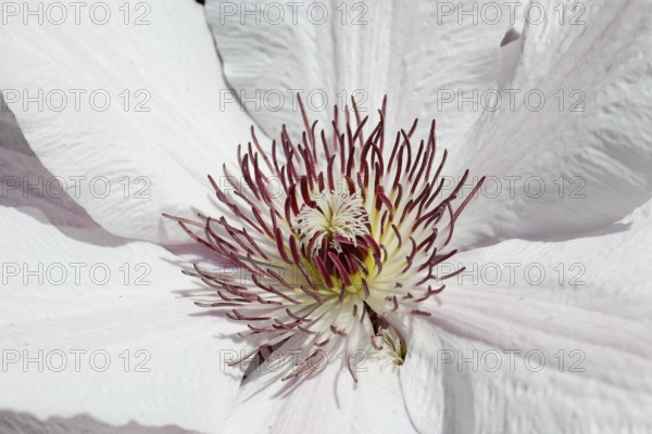 Clematis, North Rhine-Westphalia, Germany