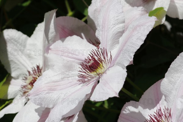 Clematis, North Rhine-Westphalia, Germany