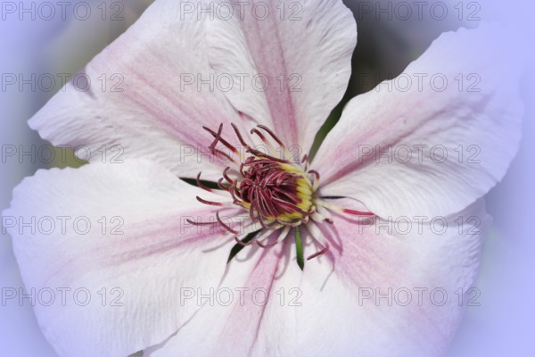 Clematis, North Rhine-Westphalia, Germany