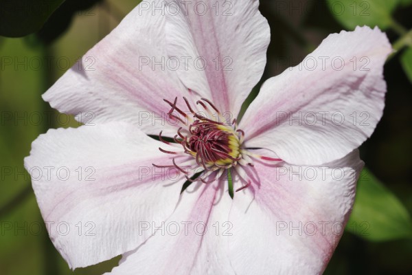 Clematis, North Rhine-Westphalia, Germany