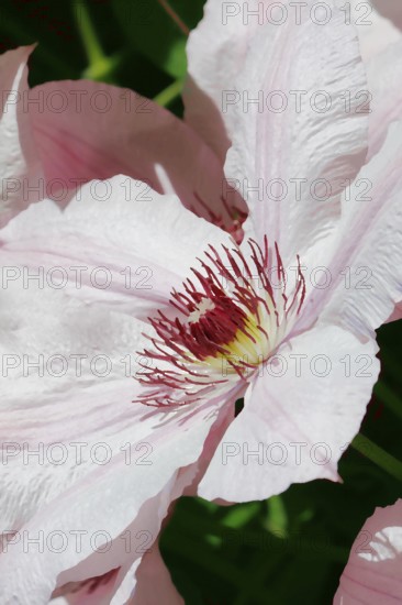 Clematis, alienation North Rhine-Westphalia, Germany