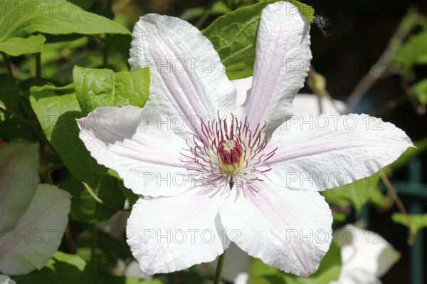 Clematis, North Rhine-Westphalia, Germany