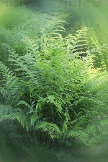 Lady fern (Athyrium filix-femina), alienation North Rhine-Westphalia, Germany