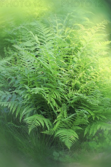 Lady fern (Athyrium filix-femina), alienation, North Rhine-Westphalia, Germany