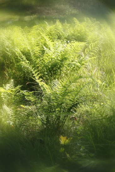 Lady fern (Athyrium filix-femina), alienation, North Rhine-Westphalia, Germany