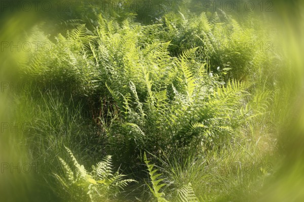 Lady fern (Athyrium filix-femina), alienation, North Rhine-Westphalia, Germany
