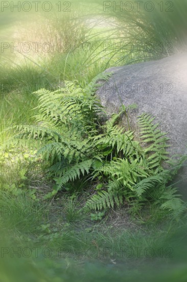 Lady fern (Athyrium filix-femina), alienation, North Rhine-Westphalia, Germany