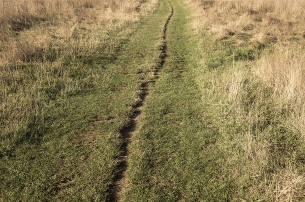 Borken, NRW, Germany, Footpath meandering across a field, dividing vibrant green and golden dry grass, creating a scenic countryside landscape