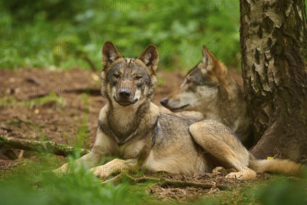 Two wolves lying relaxed in the forest near a tree, surrounded by greenery, Wolf (Canis Lupos), Germany
