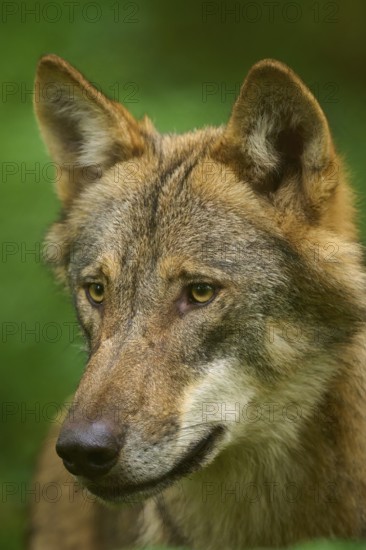 Wolf portrait in profile with thoughtful expression, surrounded by greenery, Wolf (Canis Lupos), Germany
