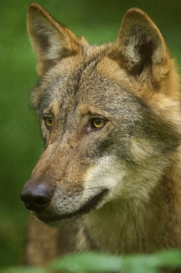 Wolf in profile with peaceful expression, surrounded by nature, Wolf (Canis Lupos), Germany