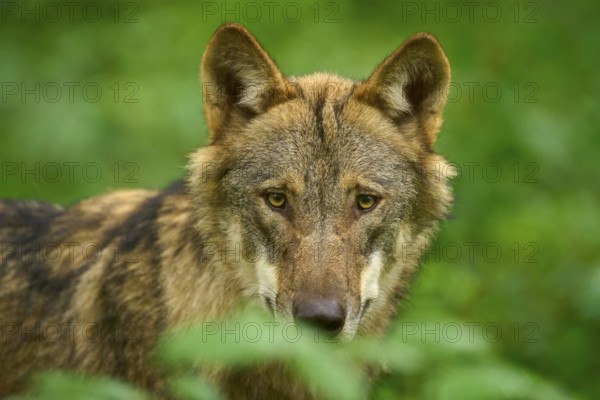 Wolf with a mysterious look in close-up, surrounded by greenery, Wolf (Canis Lupos), Germany