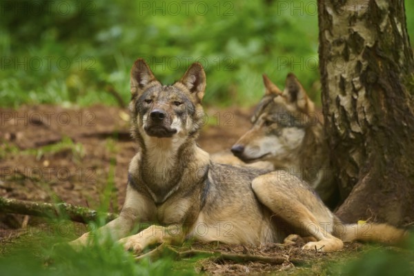 Two wolves relaxing in the forest next to a tree, surrounded by lush greenery, Wolf (Canis Lupos), Germany