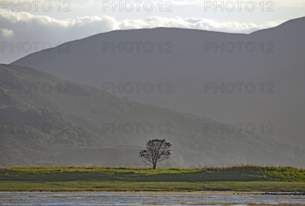 Single tree in a meadow in front of a strong, shady hill in the background, Dornie, Scotland, Great Britain