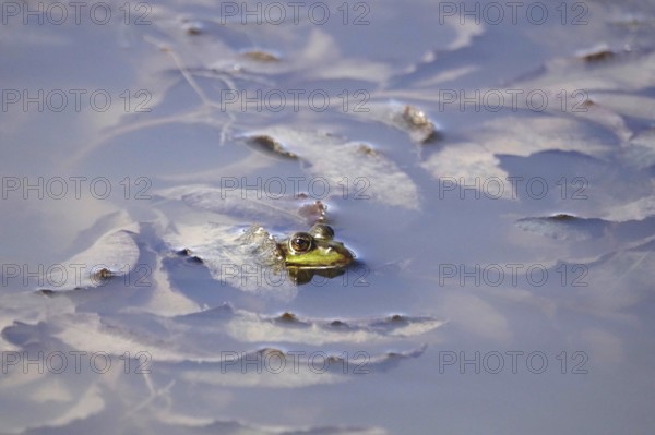 Frog in a pond, summer, Germany