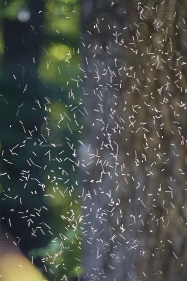 Swarm of flying insects, summer, Germany